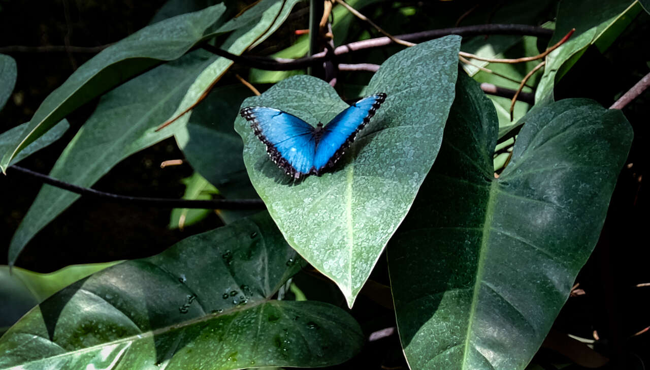 Avrupa’nın en büyüğü Konya’da! 10 bin farklı tür, 600 bin ziyaretçi 8